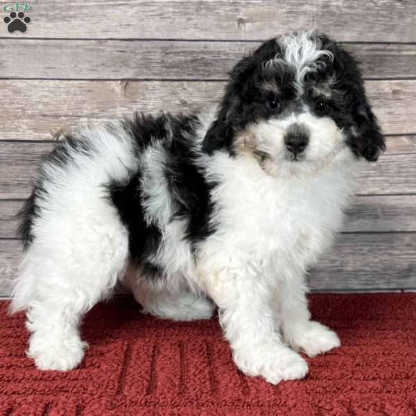 Austin, Mini Bernedoodle Puppy